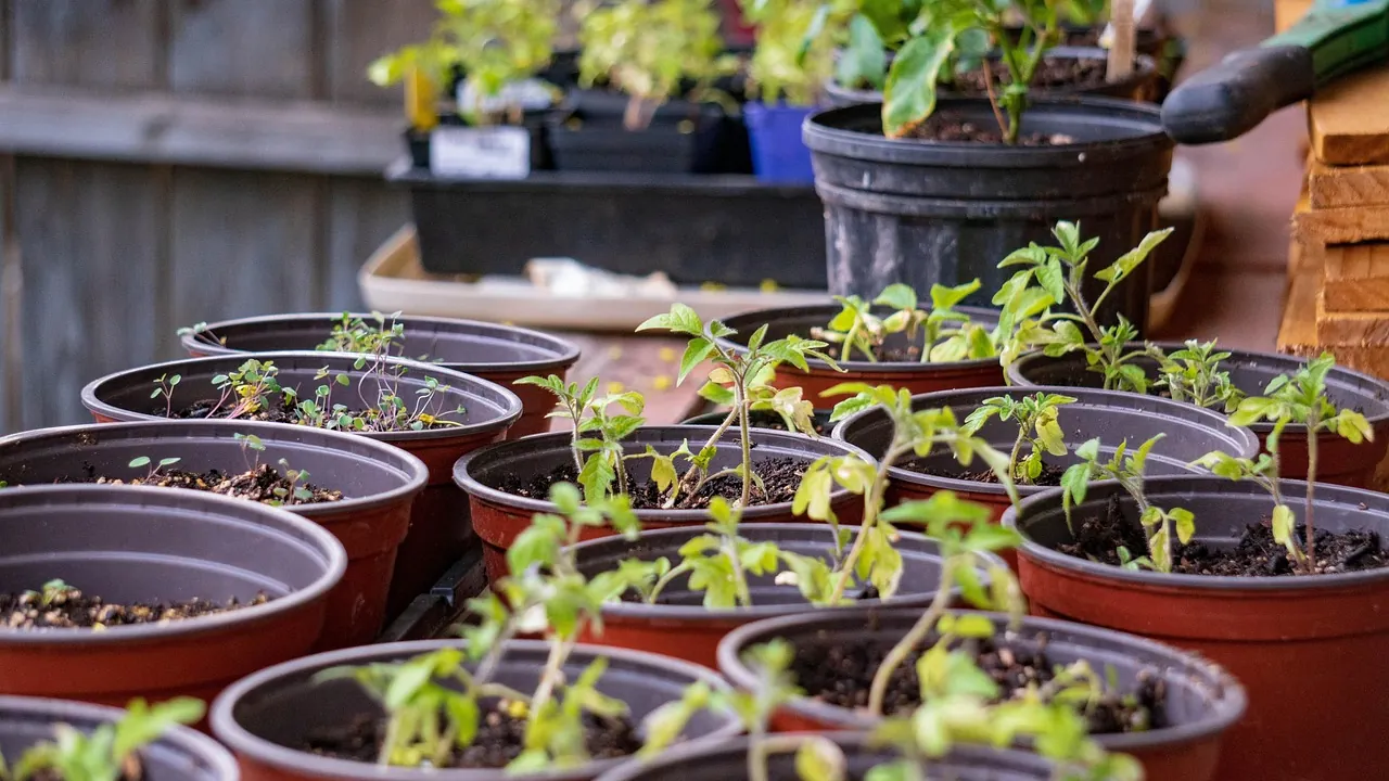 Young seedlings growing in rows of pots in a greenhouse